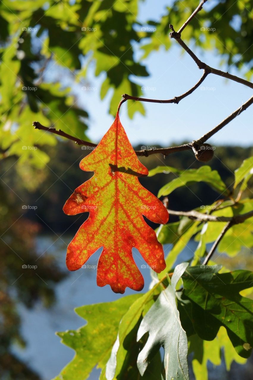 Close-up of oak leaf in autumn