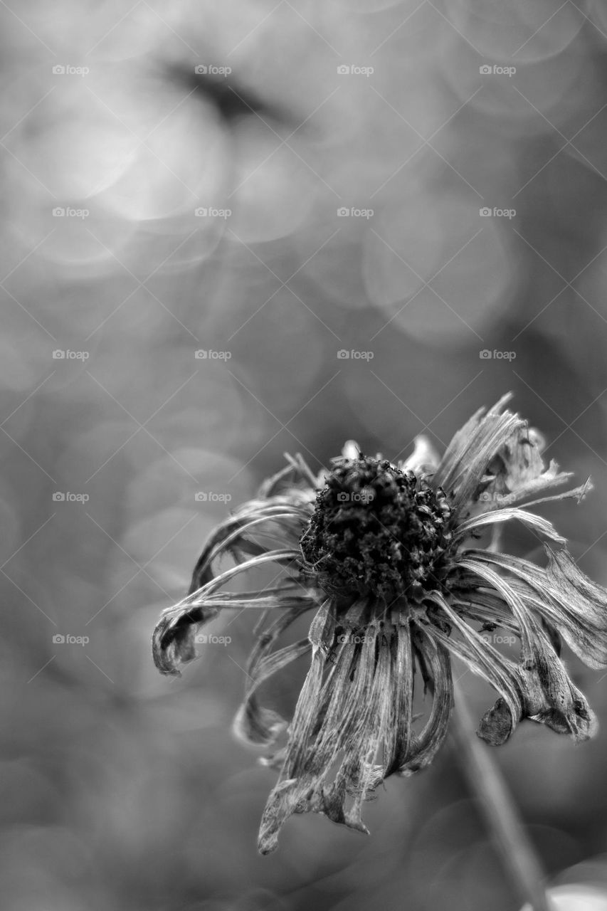 Black and White Floral