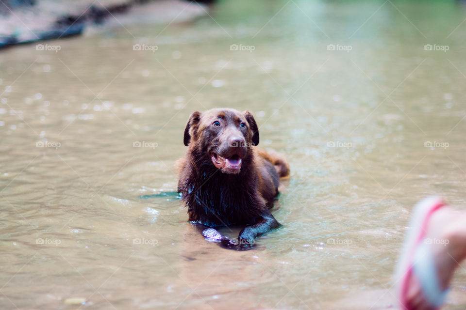 Brown Dog Laying in the Creek Cooling Off