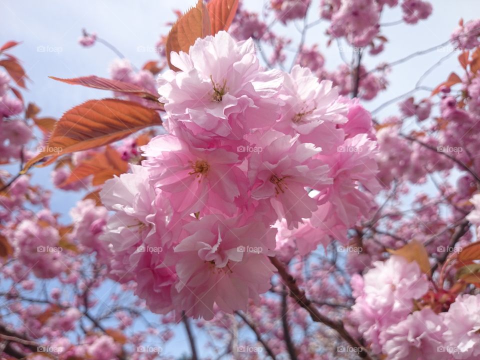 桜🌸
cherryblossom