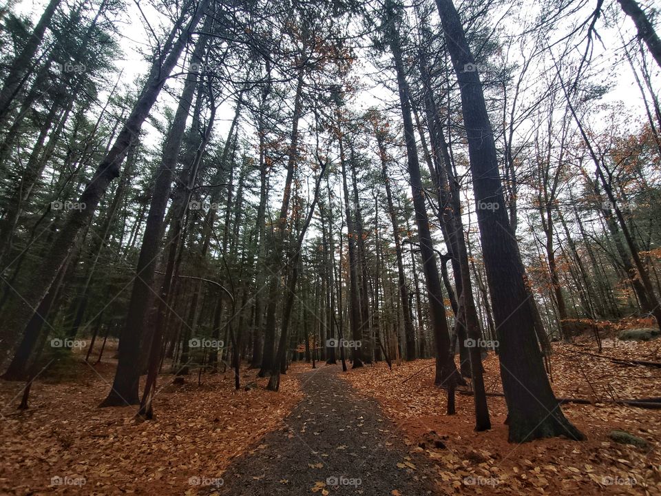 Path through the forest.