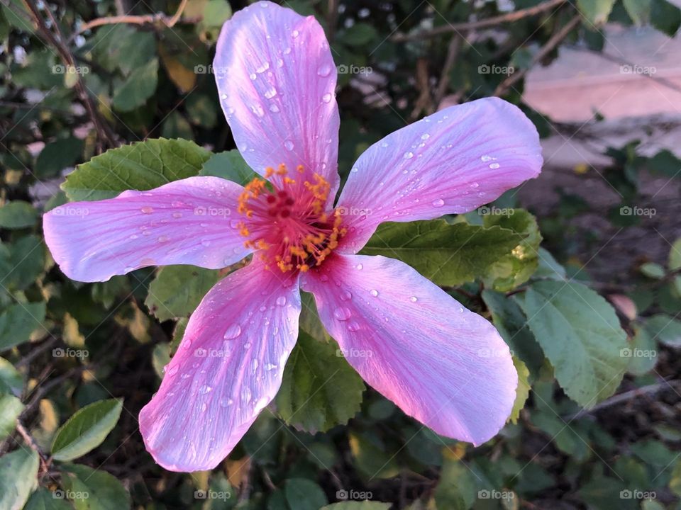 Beautiful purple flower 