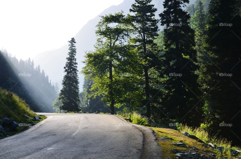 No Person, Landscape, Road, Tree, Nature