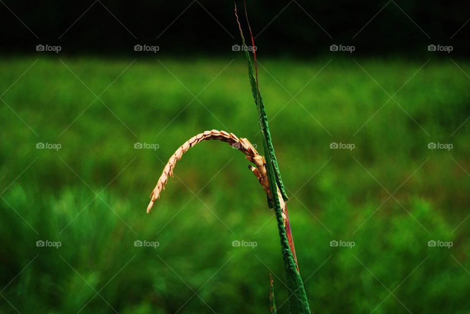 Tall grass in field