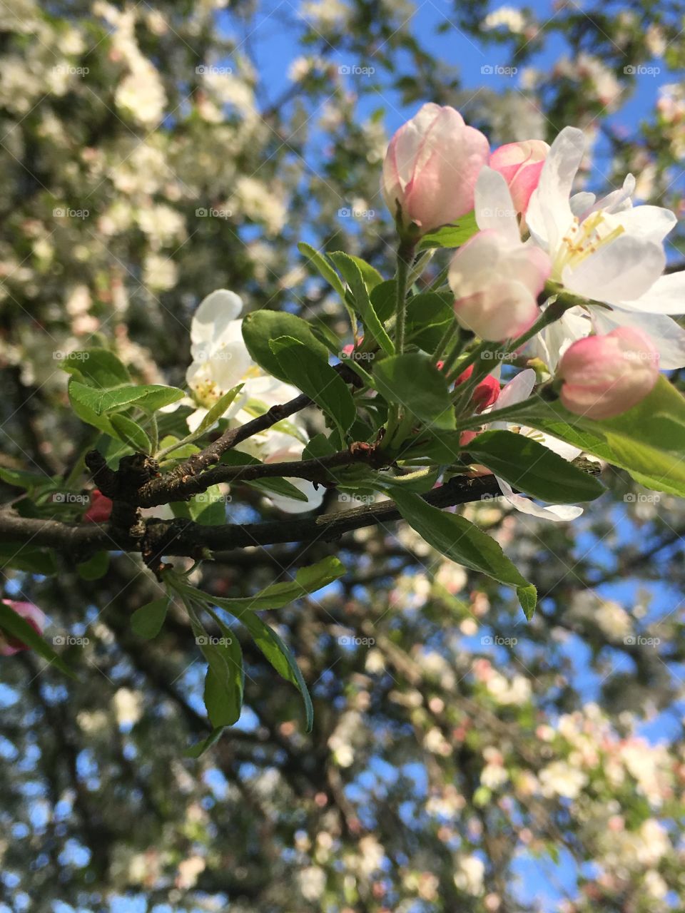 Flower, Tree, Nature, Branch, Flora