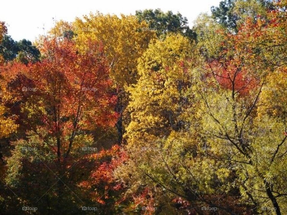 Autumn colors in New Jersey 