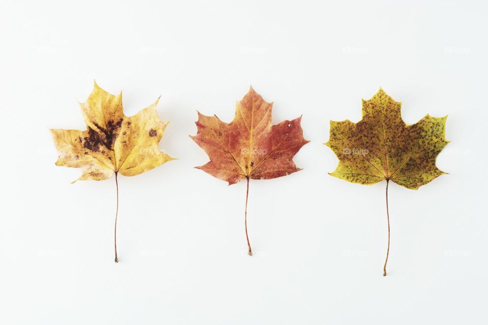 Three maple fall leaves. Autumn background, minimalistic style. White background.