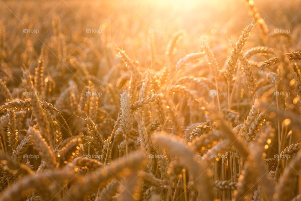 Gold, Wheat, Winter, Cereal, Field