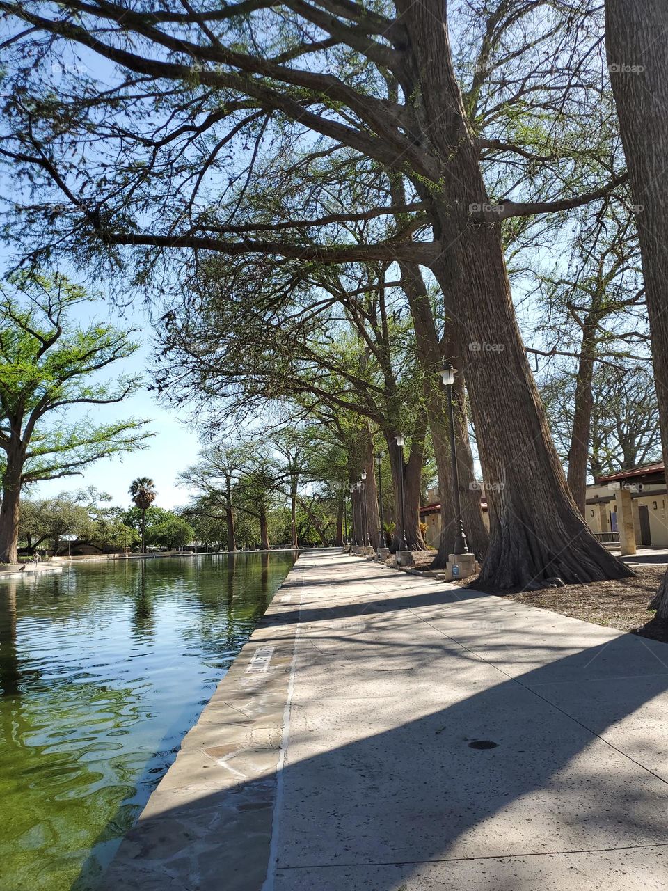 Nice wide sidewalks and mature cypress trees by a natural Spring water fed pool at a local city park.