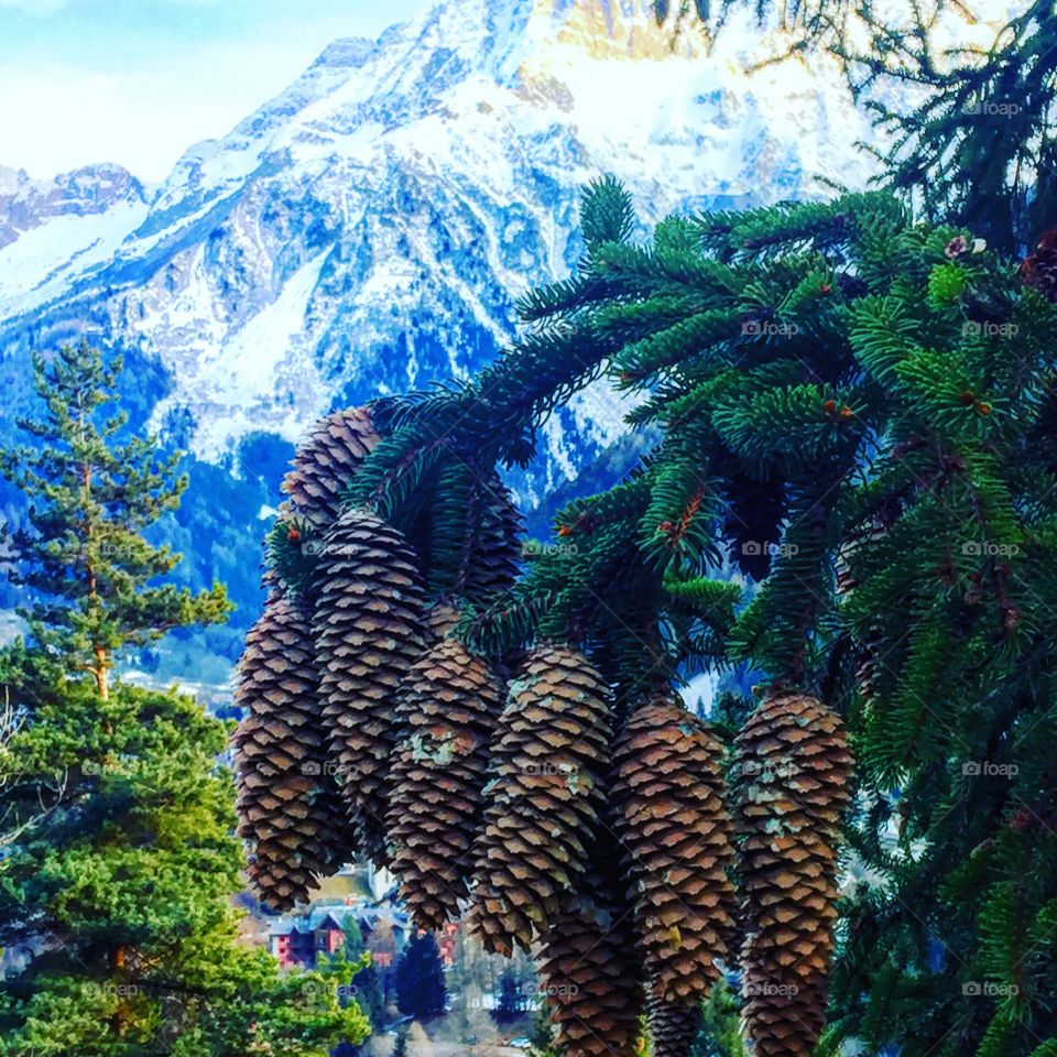 Певевал в Италии! Маслянистые шишки на фоне заснеженной горы, символ зимы в Альпах!