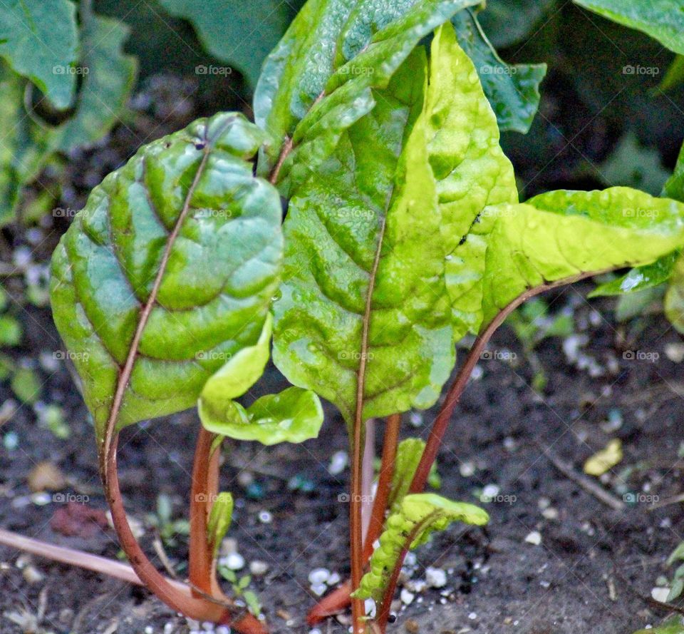 Swiss Chard 