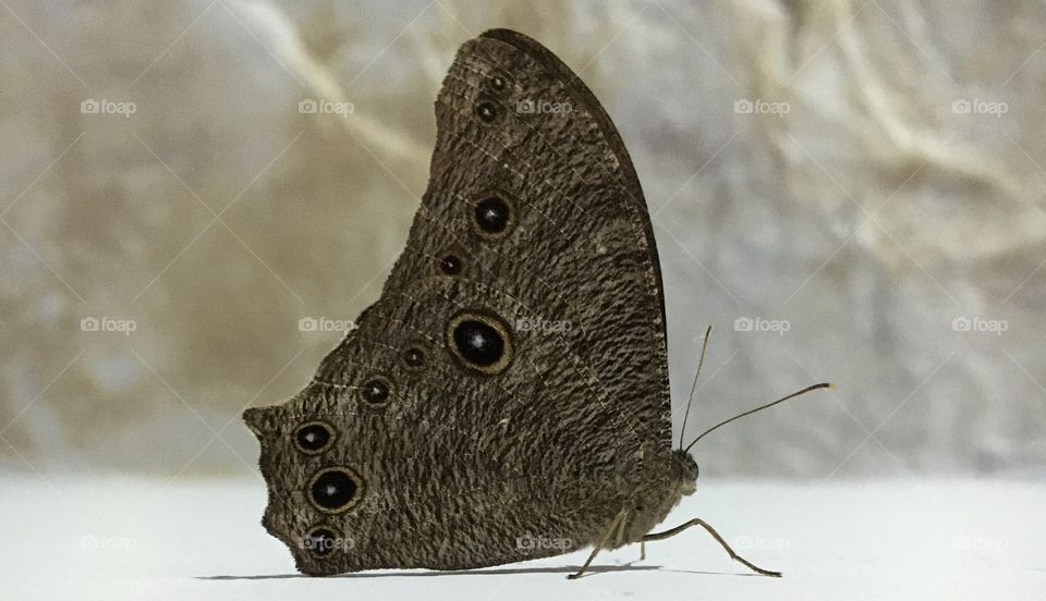 It is a beautiful butterfly which is sitting on a beautiful white rock.