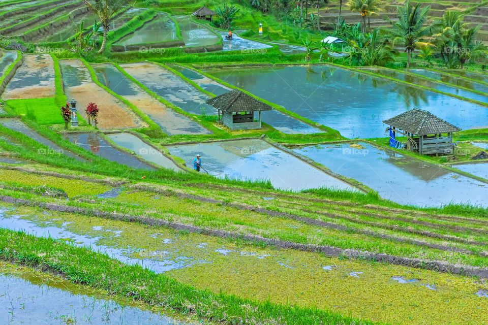 Terracering of the ricefield