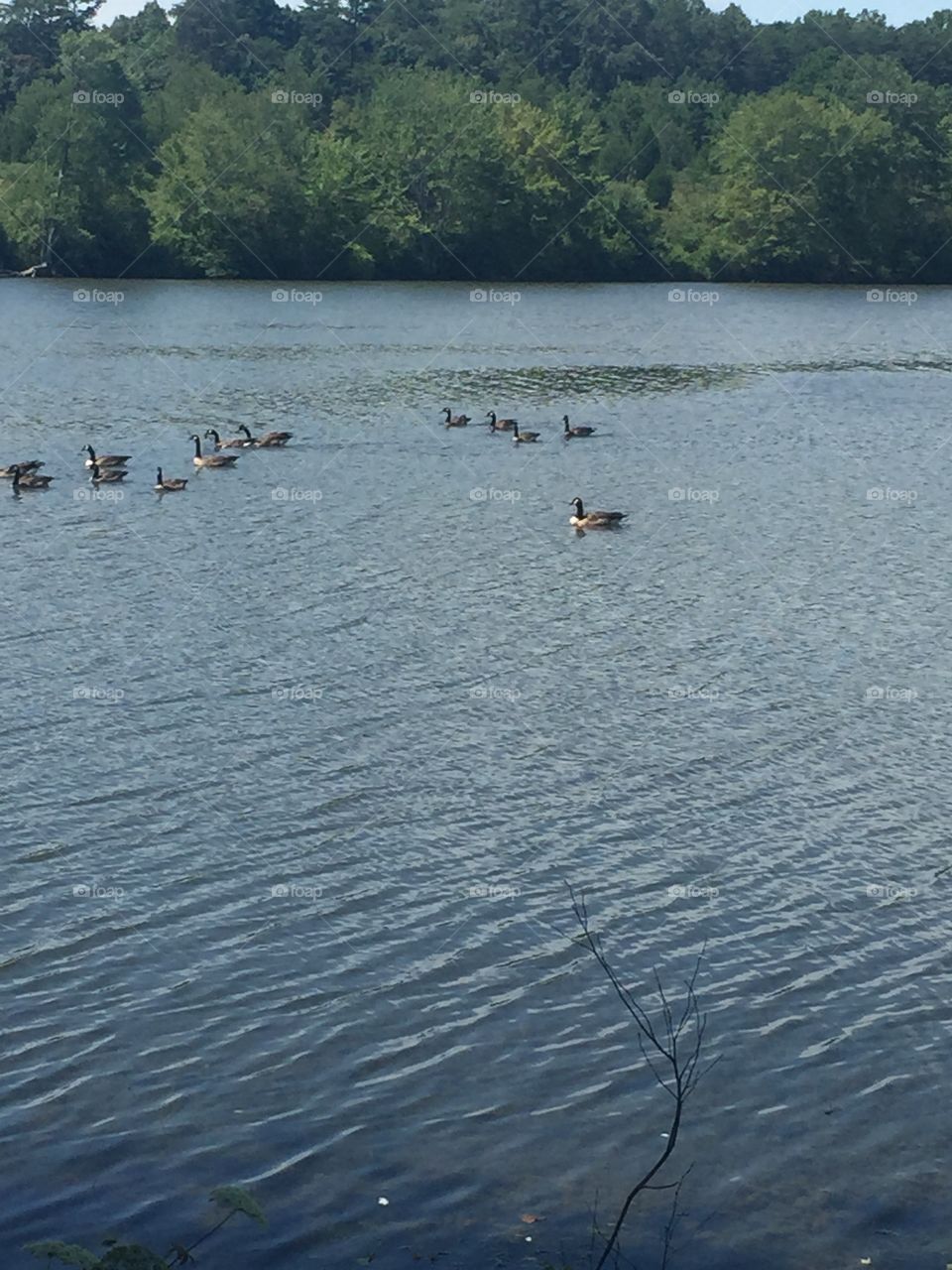 Ducks on Gordonsville lake