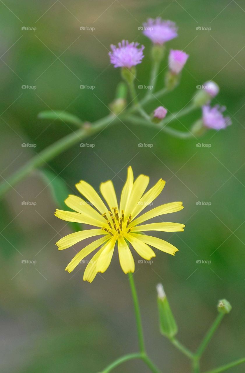 yellow flower