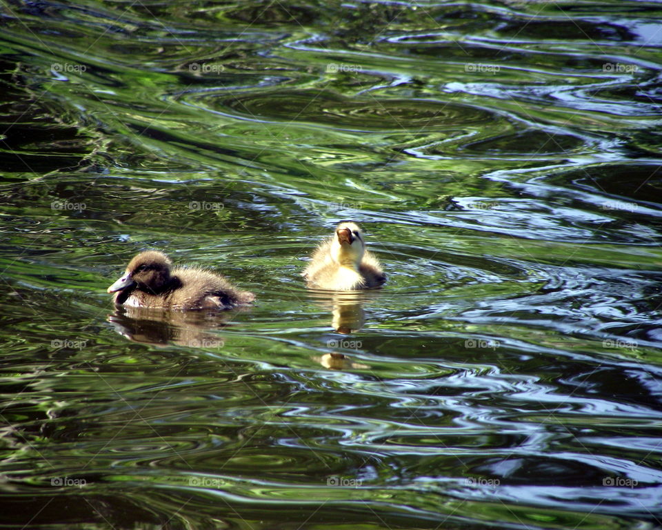 baby ducks