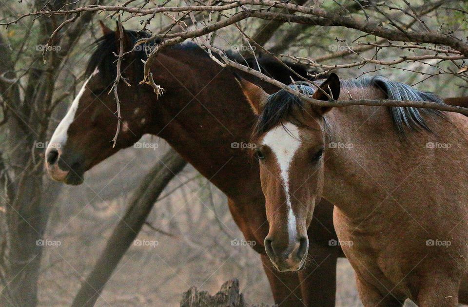Wild Horses Amidst the Trees