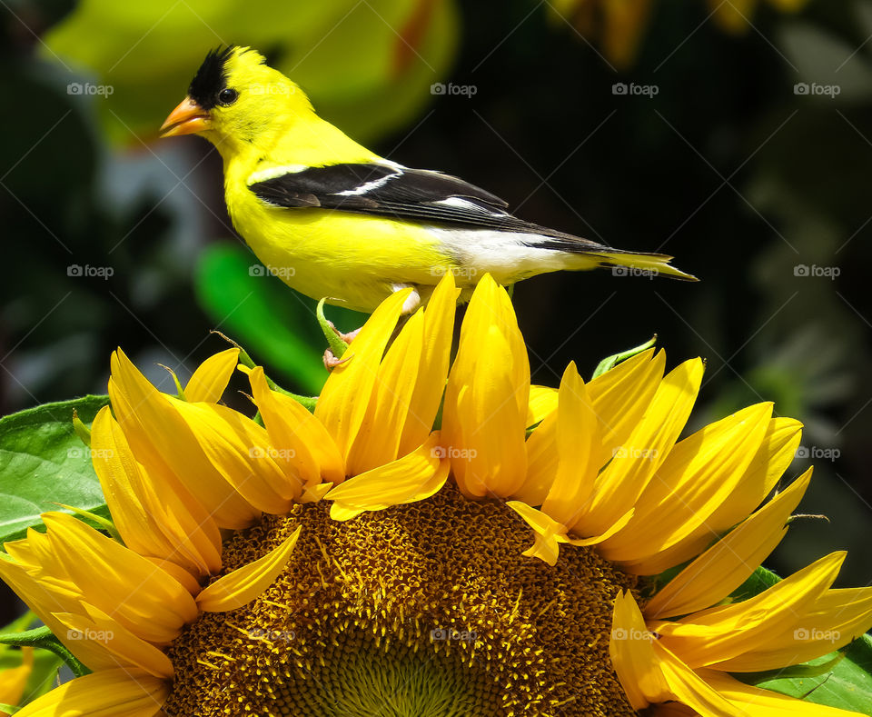 American Goldfinch Bird On A Sunflower