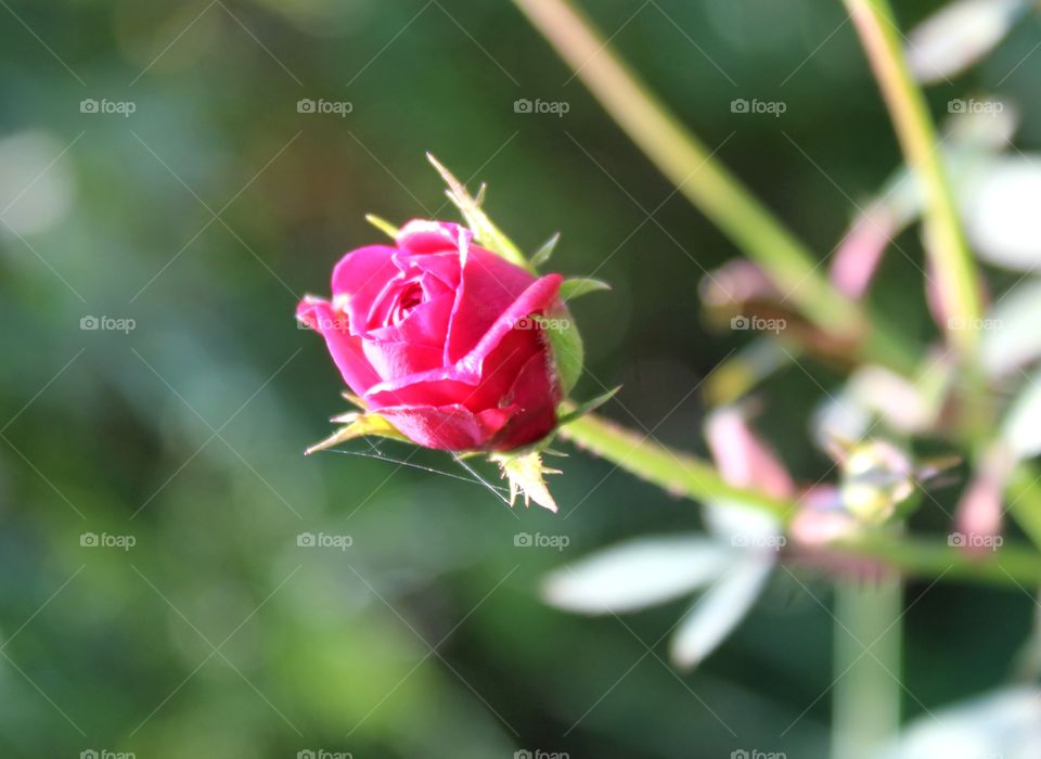 red rose flower beauty of love ...