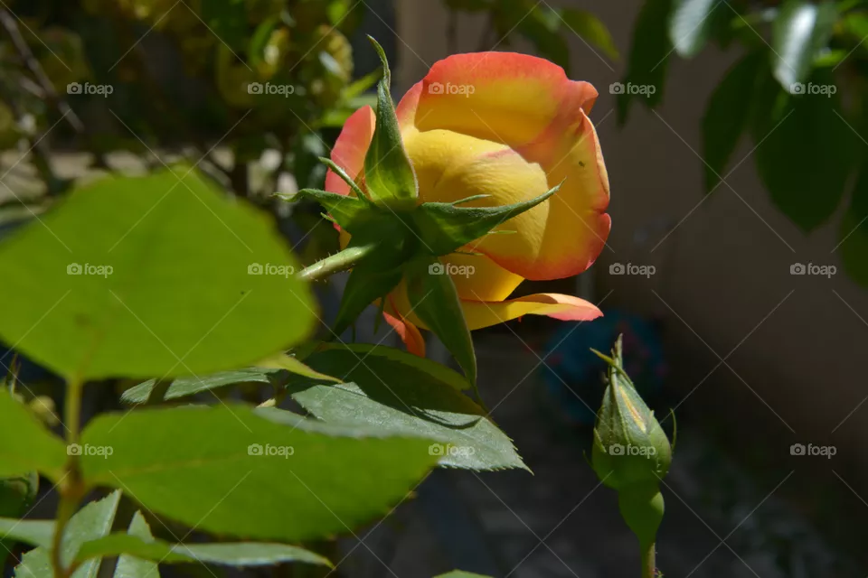 rose