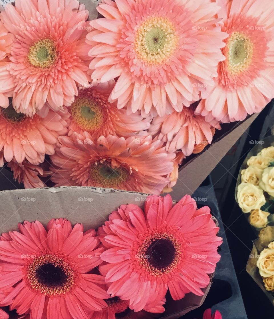 Pink Gerbera Daisy Flowers 