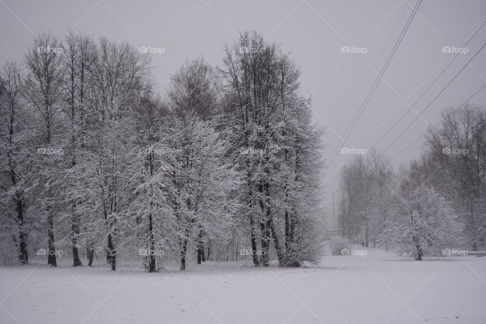 winter park nature landscape