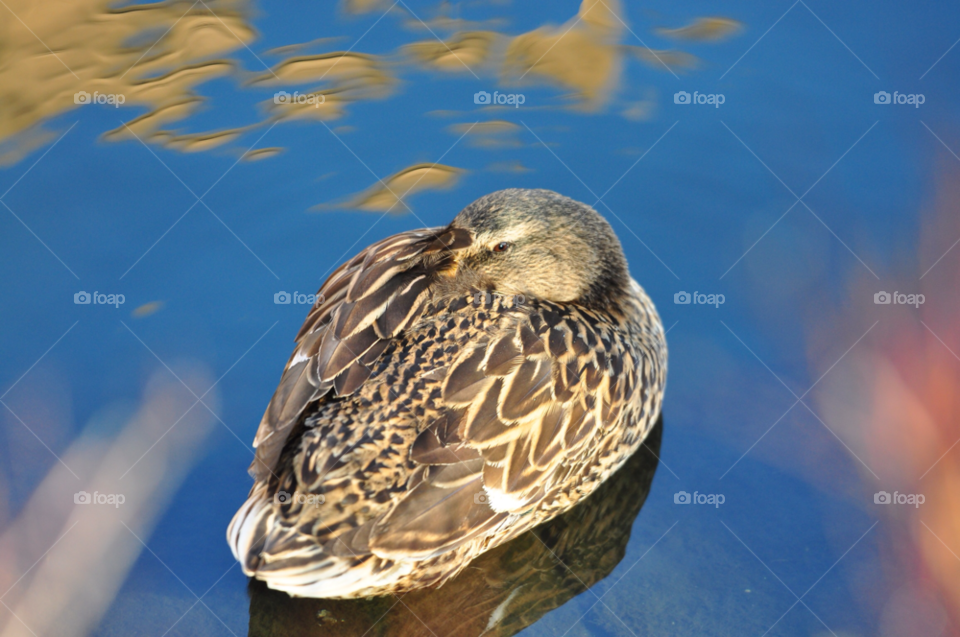 ducks wildlife hen mallard by tfmiller