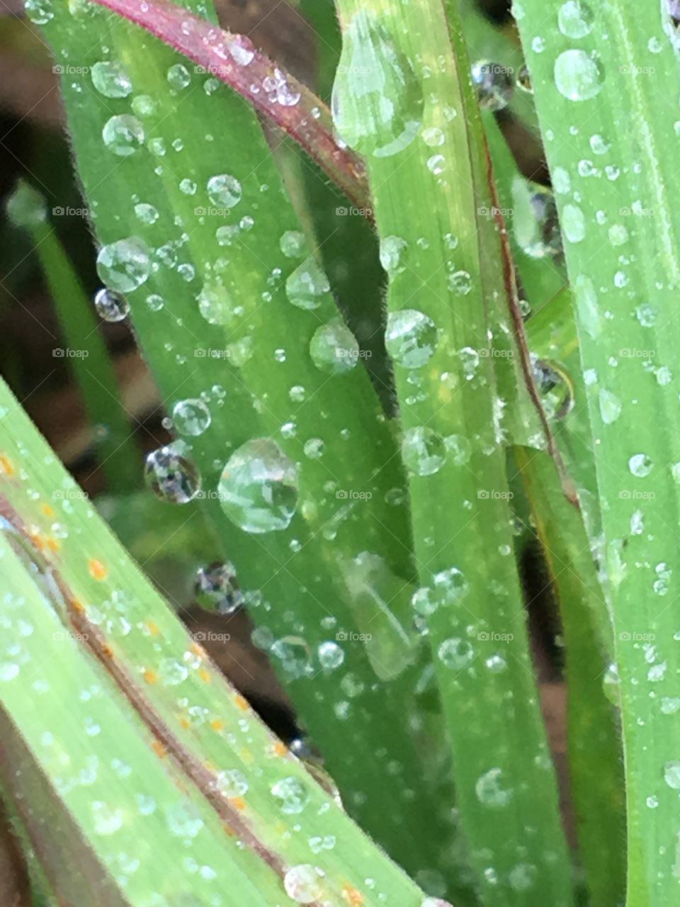 Drops