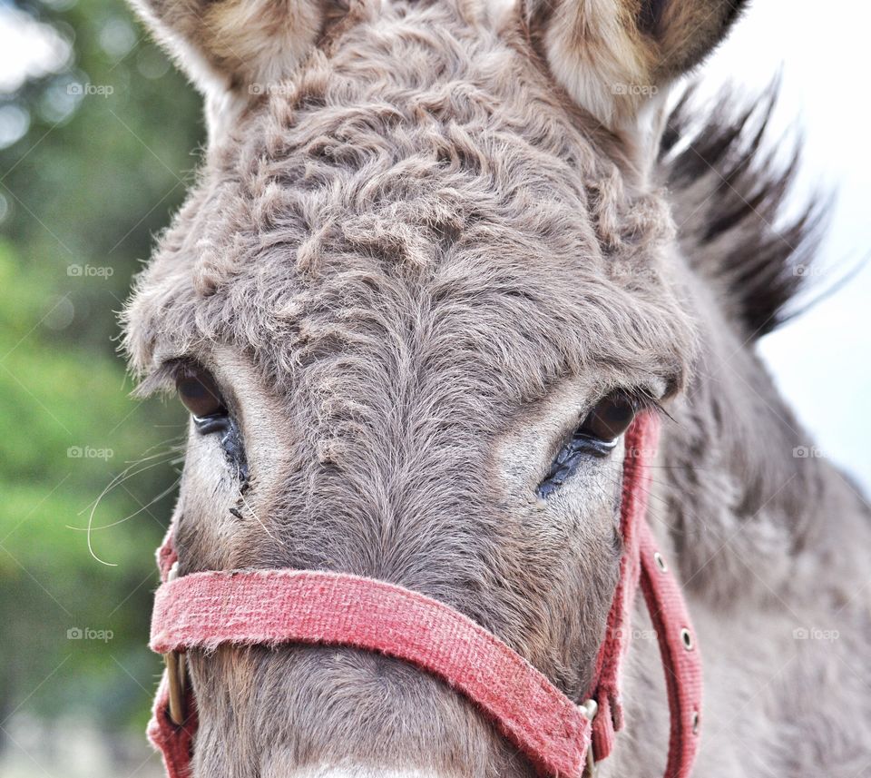 Extreme close-up of a donkey