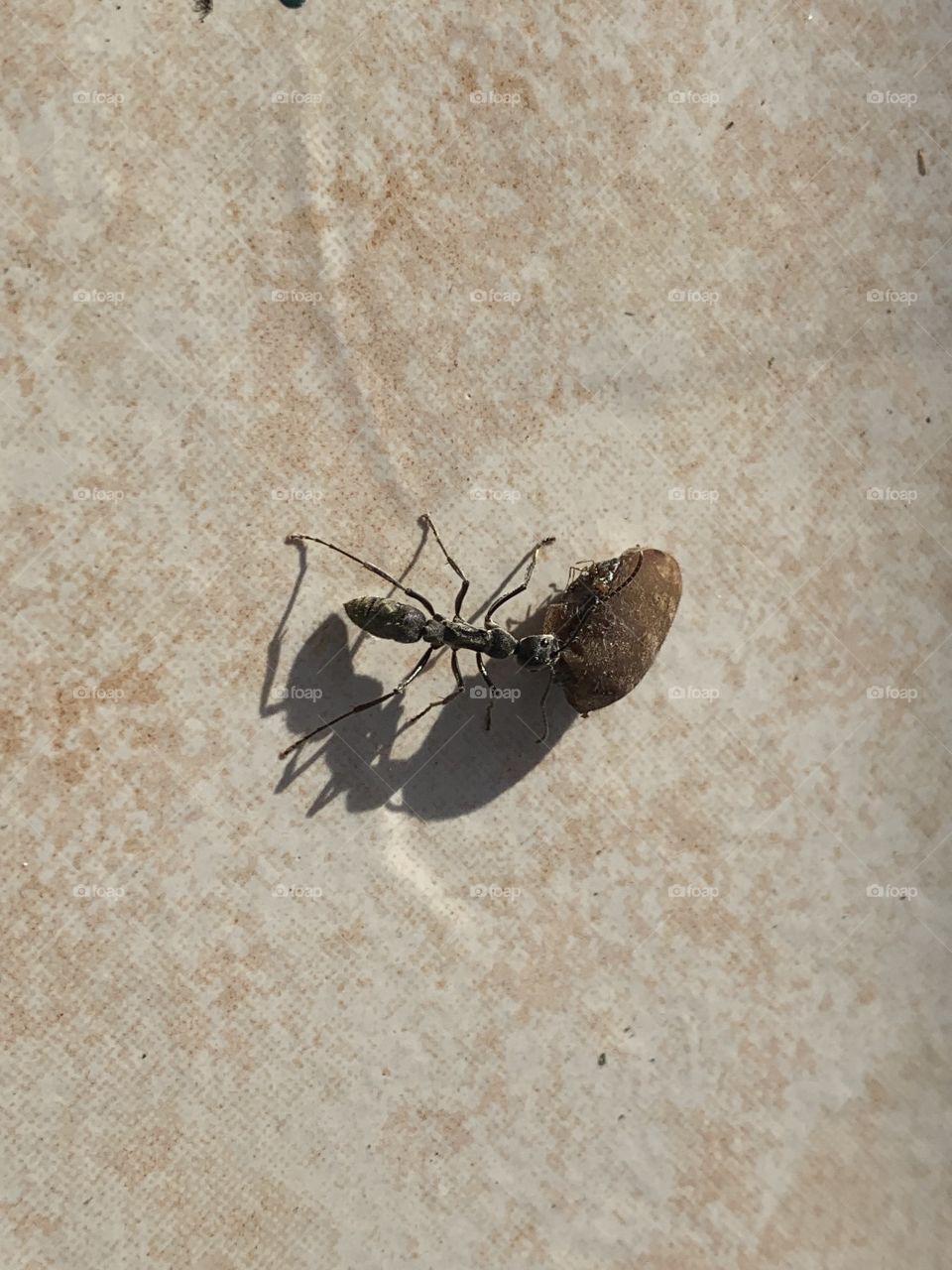 Black ant dragging his food home in Philippines with my iphone 