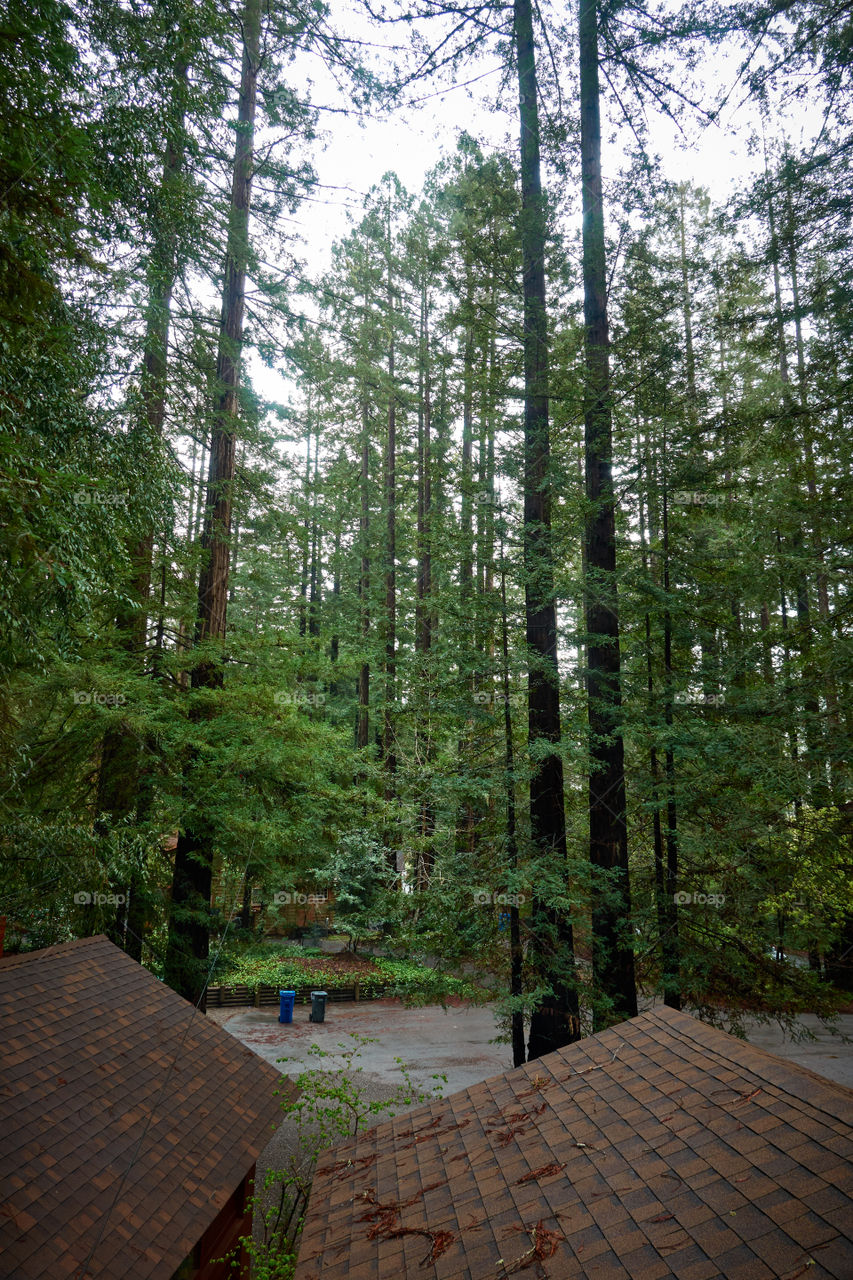 Photo from a home window of large Redwood trees surrounding a neighborhood culdesac.