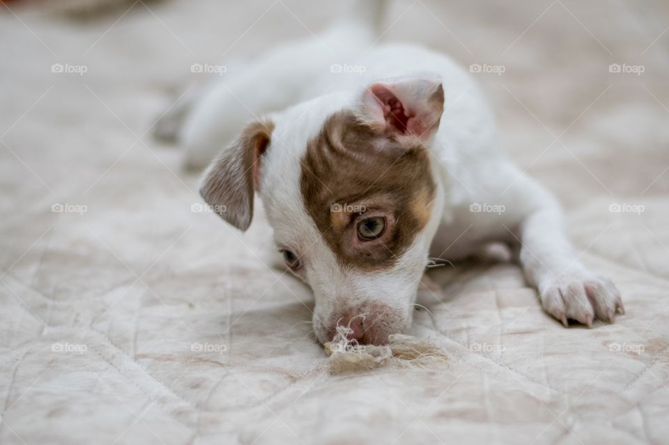 Rudolph com preguiça