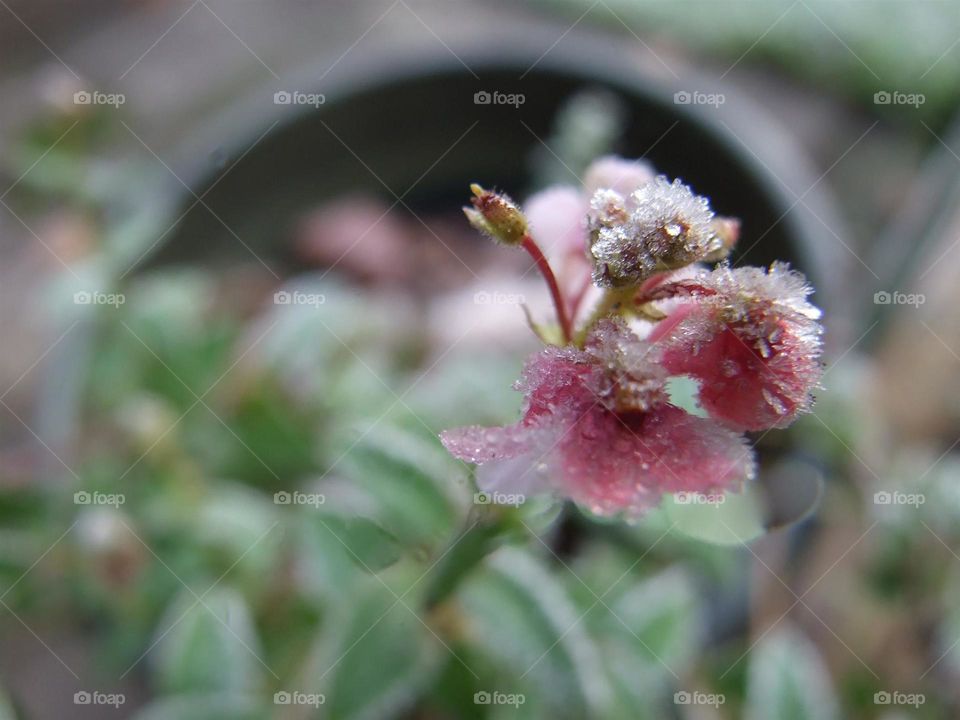 Frost pink blossom