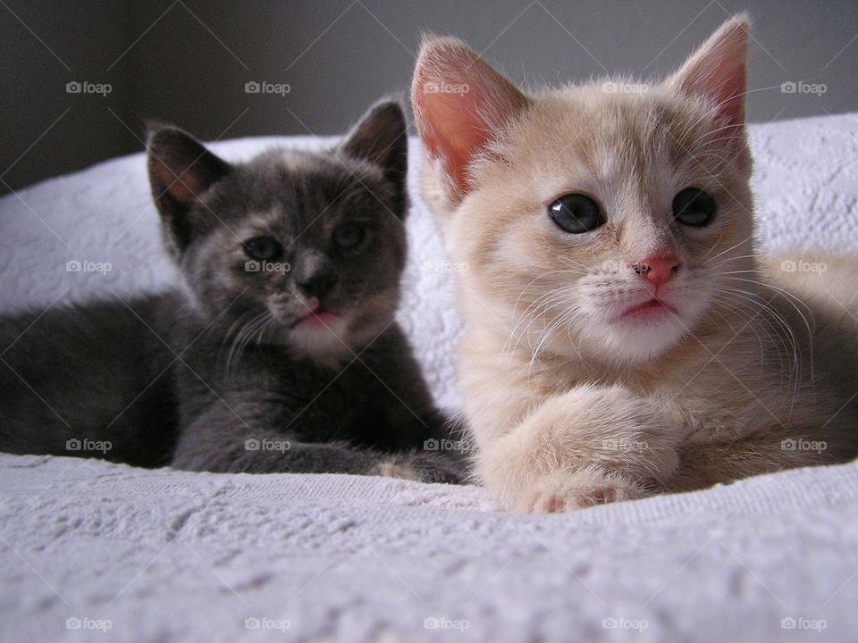 Sisters. Sister kitties waiting to be adopted to forever home