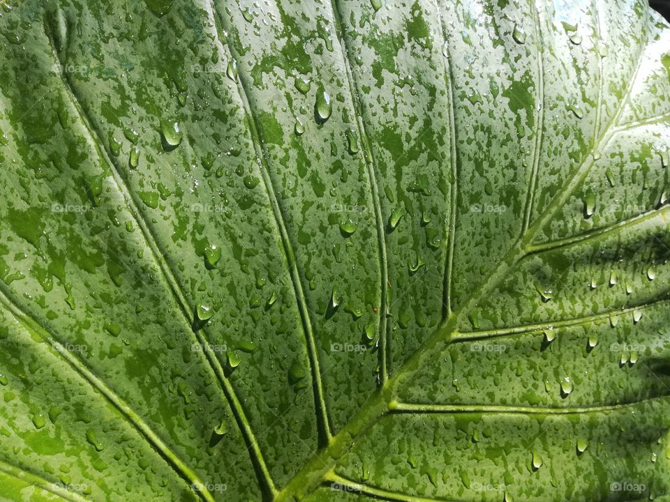 Green leaf, nature