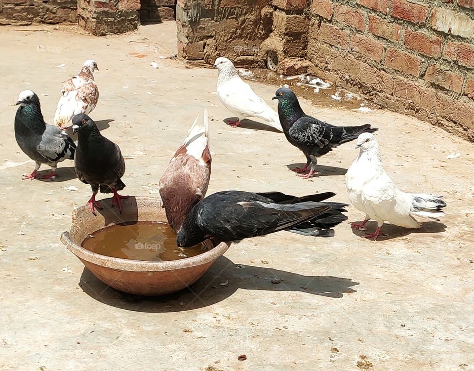 colourful pigeons image