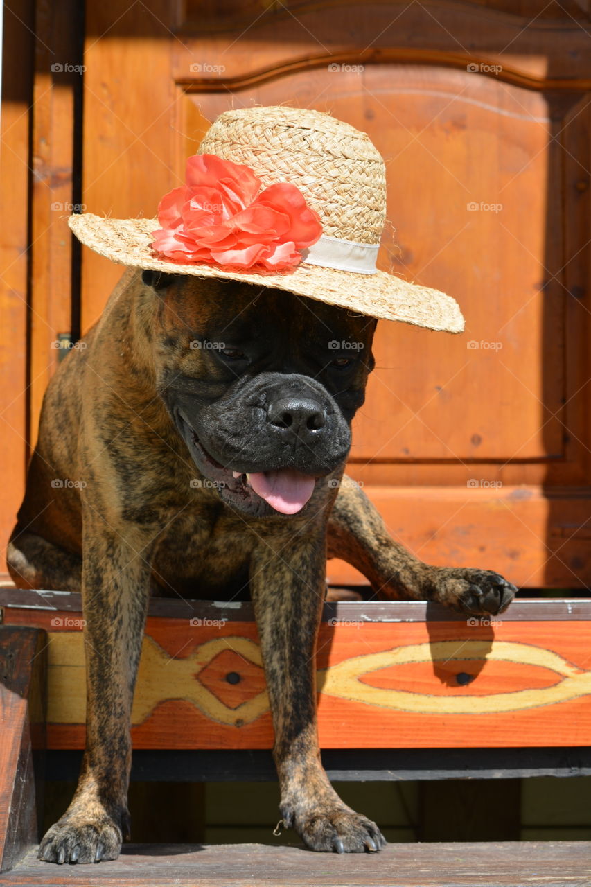 Dog, No Person, Mammal, Portrait, One