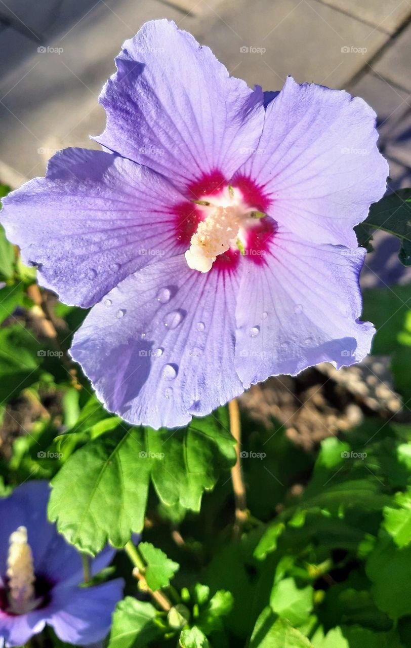 Rose of Sharon