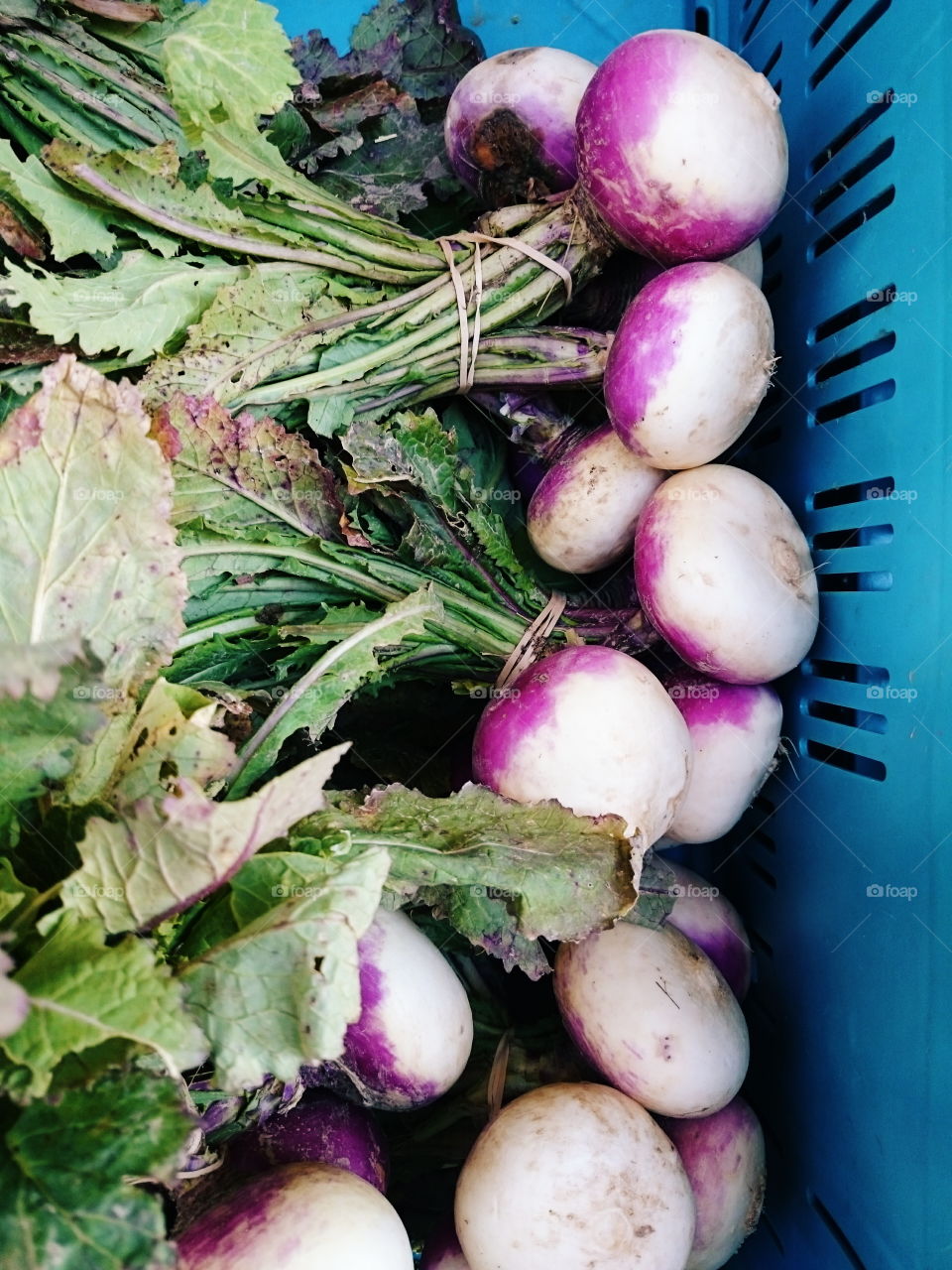 Turnips in a box