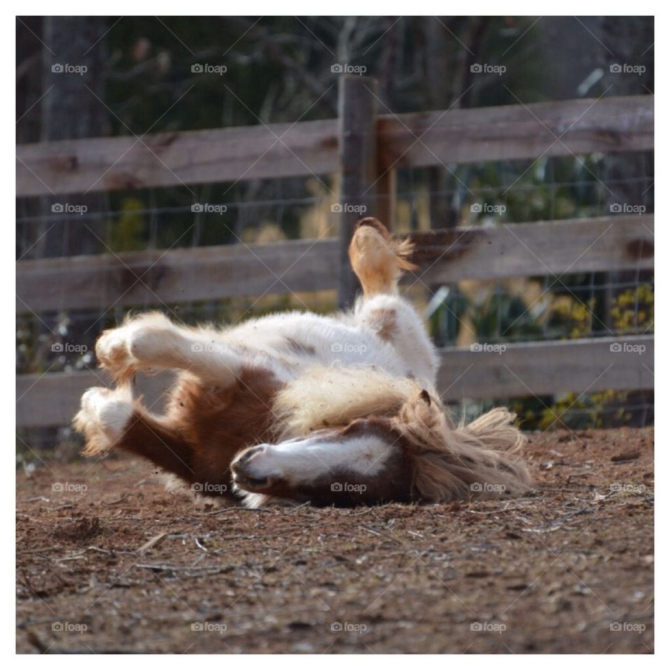 Rolling in the dirt