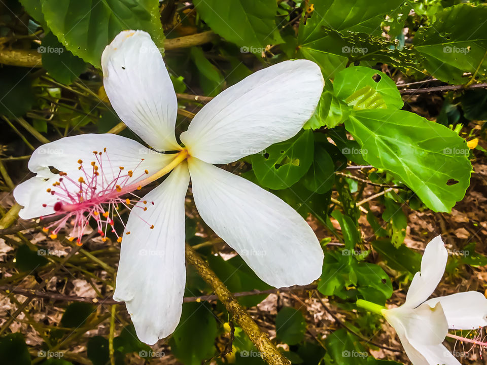 Tropical flower taken at Liliʻuokalani Park and Garden