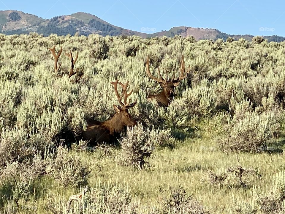 Bull elk