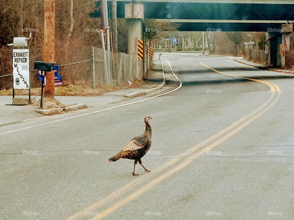 Why did the turkey cross the road?