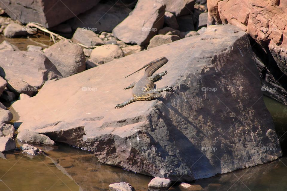 Asian water monitor laying in sun on river rock