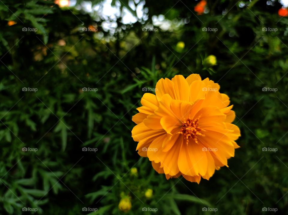 Yellow Cosmos flower