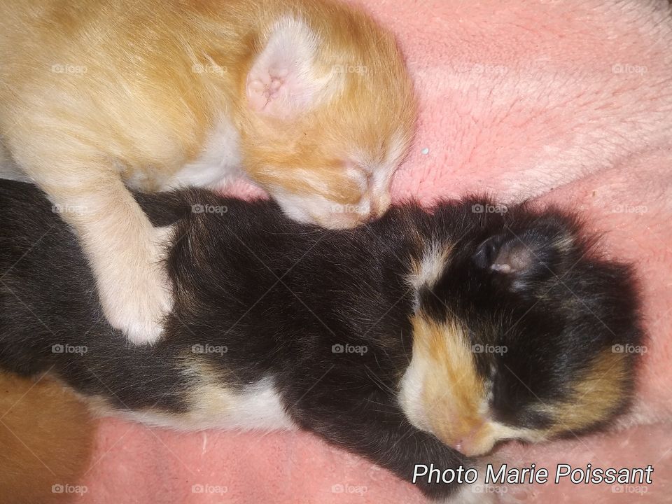 kittens sleeping