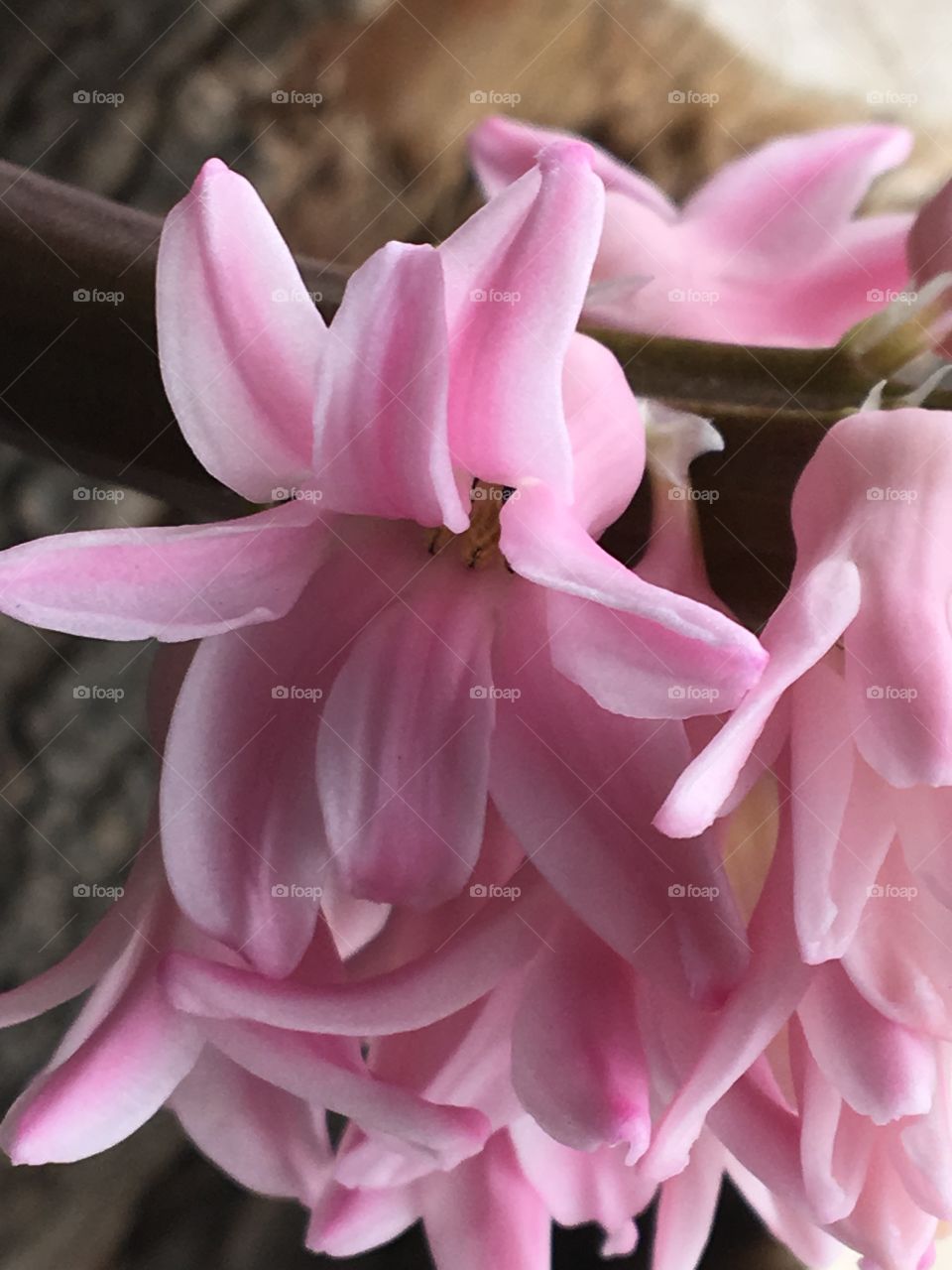Pink hyacinth 