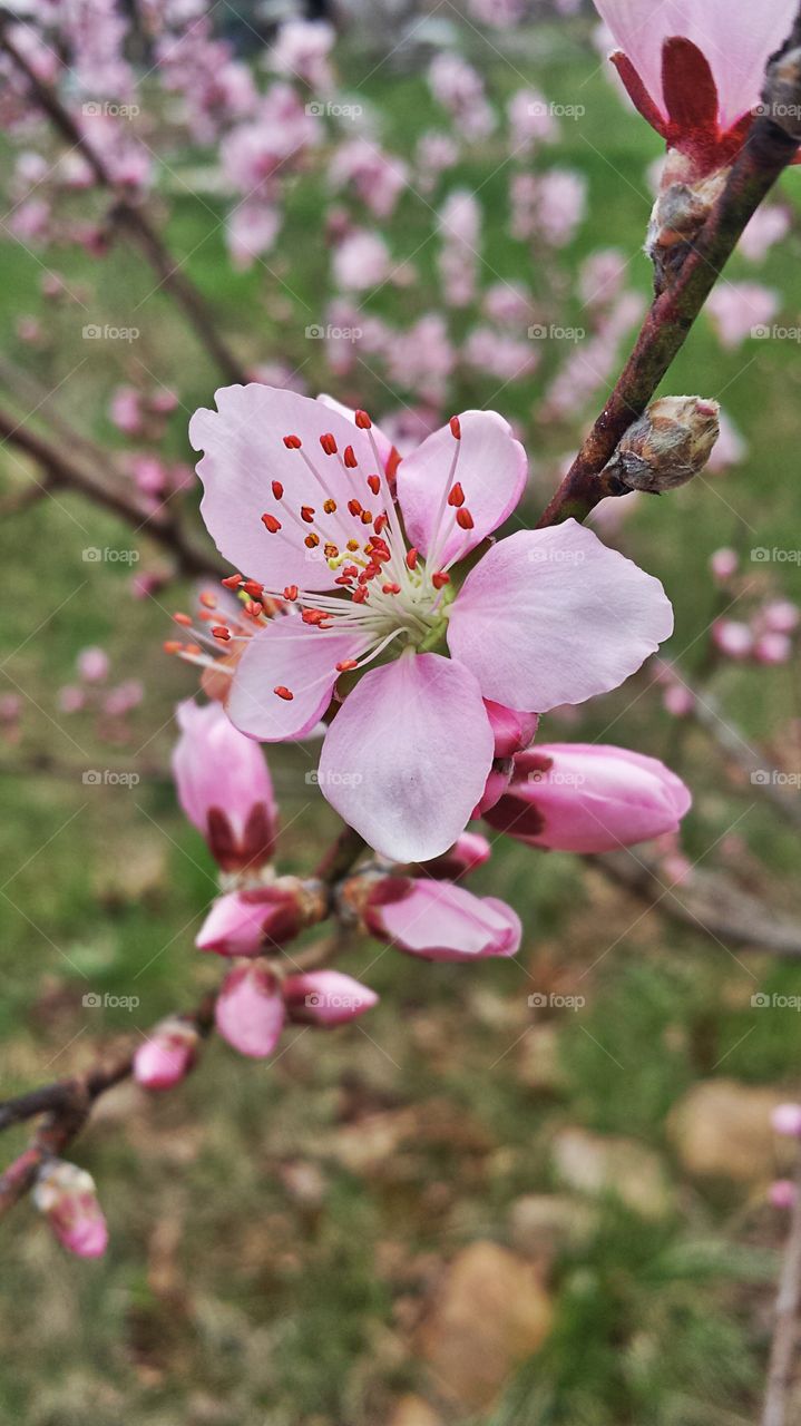 Peach Blossom