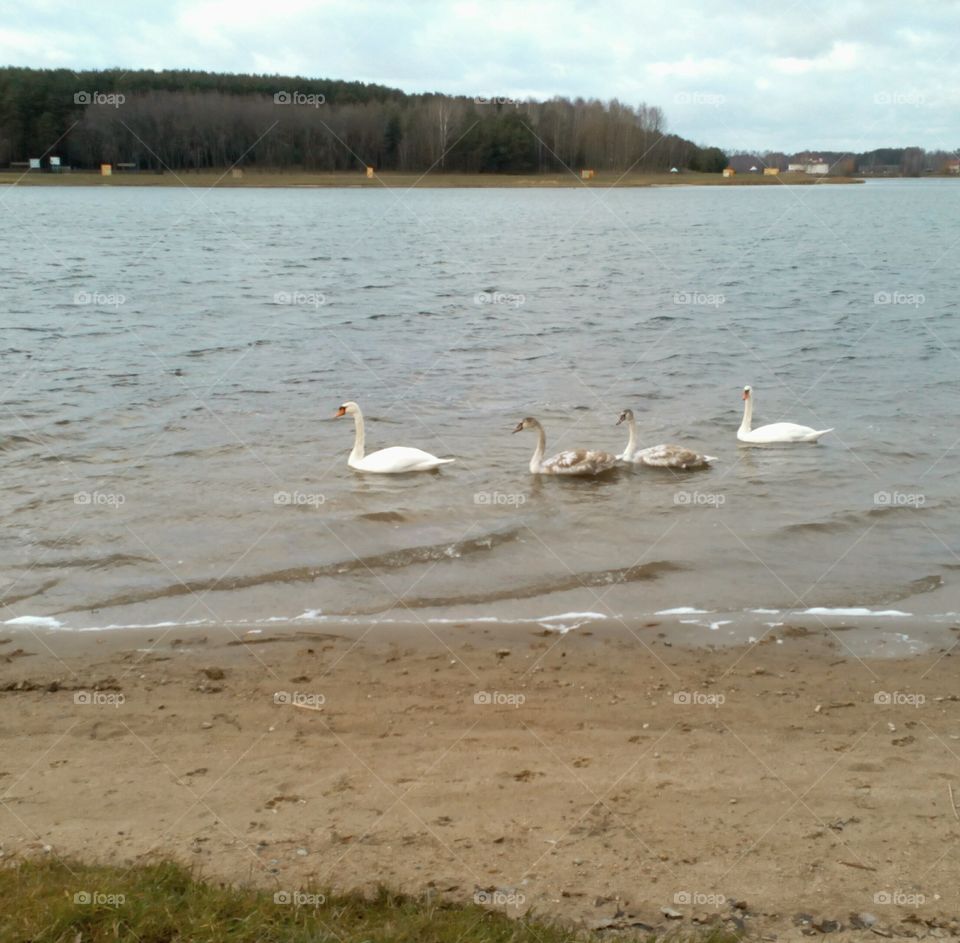 Water, Bird, No Person, Swan, Lake