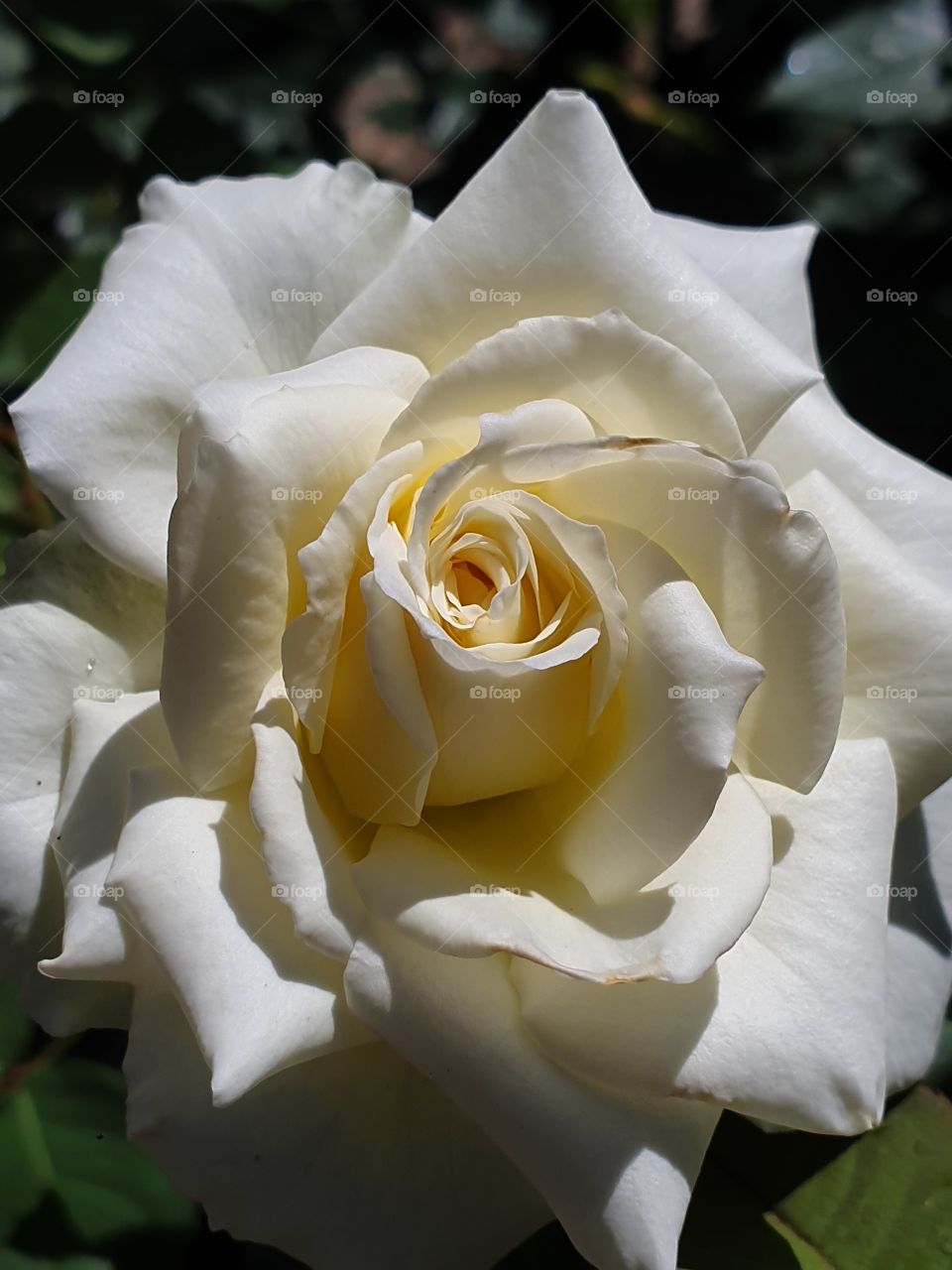 tender white rose